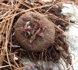 Cyclamen persicum. Клубень с подсохшими корешками, найденный лежащим на камне. Израиль, Шфела, лес Бен Шемен. 13.01.2014.