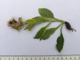 Solidago подвид caucasica