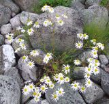 Tripleurospermum subpolare