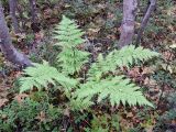 Dryopteris assimilis. Растение в высокоствольном сыром березняке. Кольский полуостров, Кольский залив, окрестности пос. Росляково, берег губы Грязная. 15.09.2009.