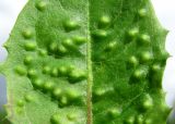 Taraxacum officinale