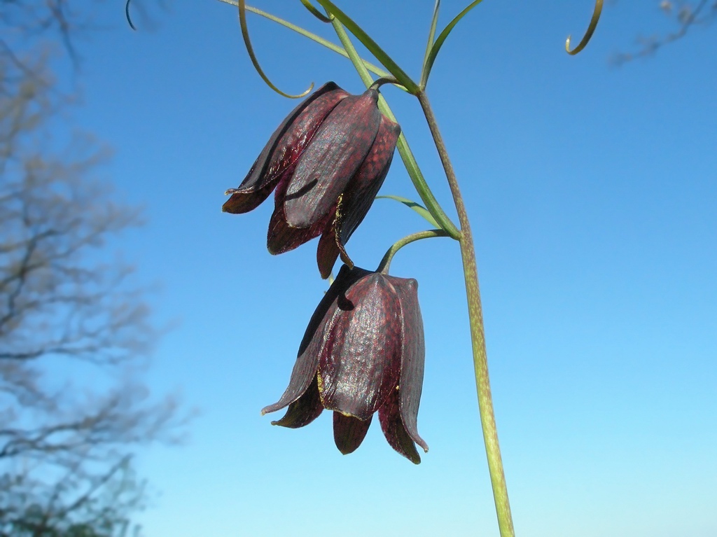 Изображение особи Fritillaria ruthenica.