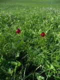 Paeonia biebersteiniana