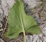 Ligularia songarica