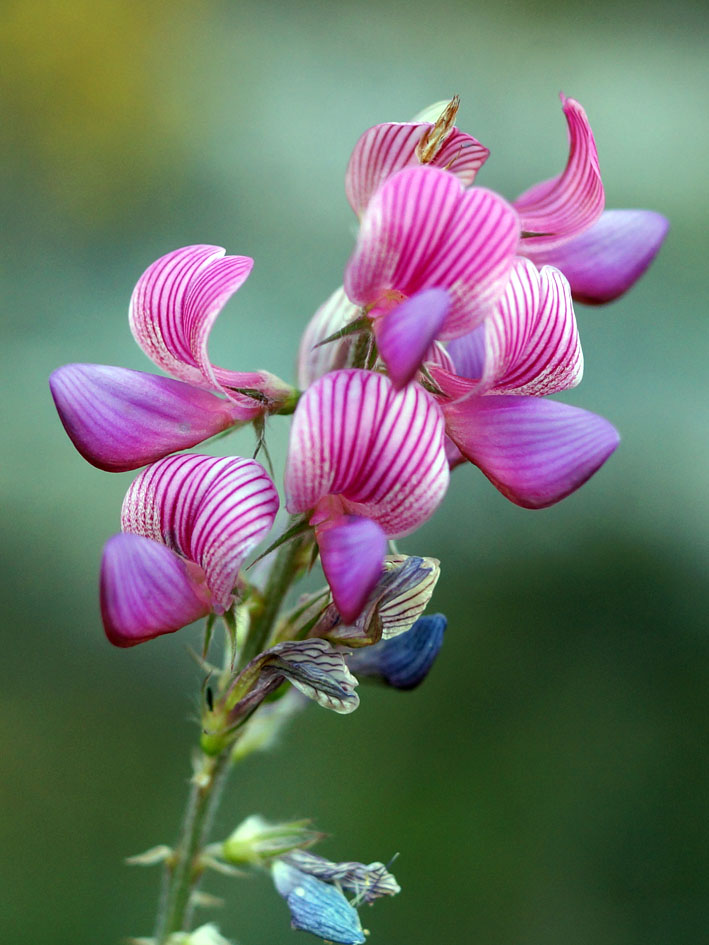 Изображение особи Onobrychis arenaria.