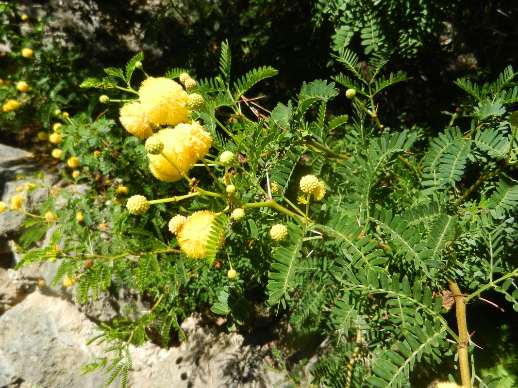 Изображение особи род Vachellia.