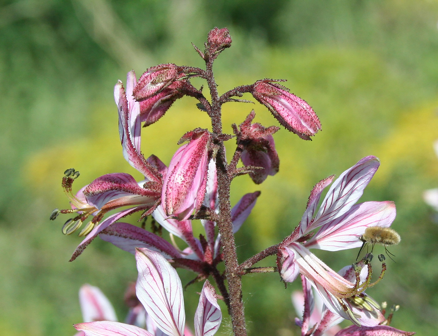 Изображение особи Dictamnus angustifolius.