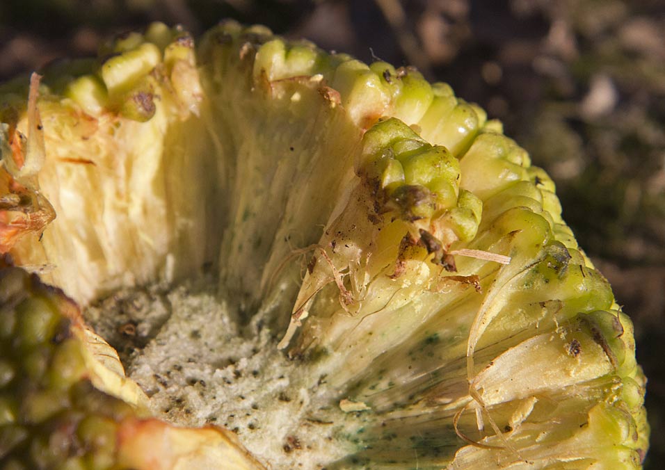 Изображение особи Maclura pomifera.