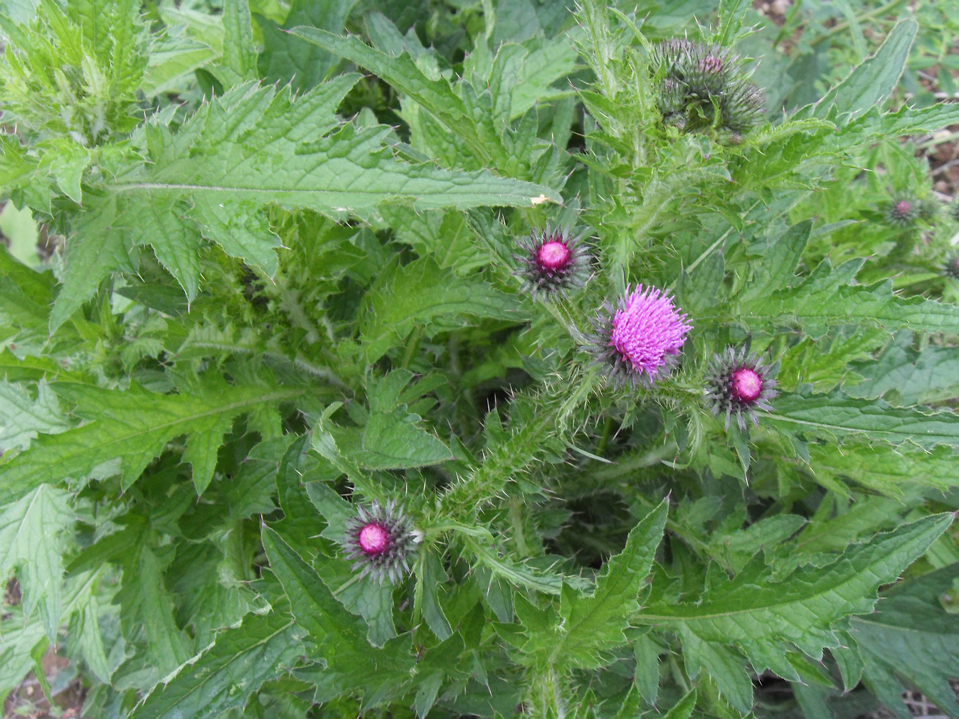 Изображение особи Carduus crispus.