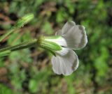 Minuartia circassica. Цветок (вид сбоку). Кабардино-Балкария, Эльбрусский р-н, долина р. Ирик, ок. 2300 м н.у.м. 13.07.2016.