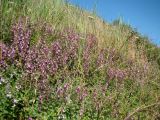 Teucrium chamaedrys. Цветущие растения. Краснодарский край, г. Усть-Лабинск, склон правого берега Кубани. 12.06.2016.