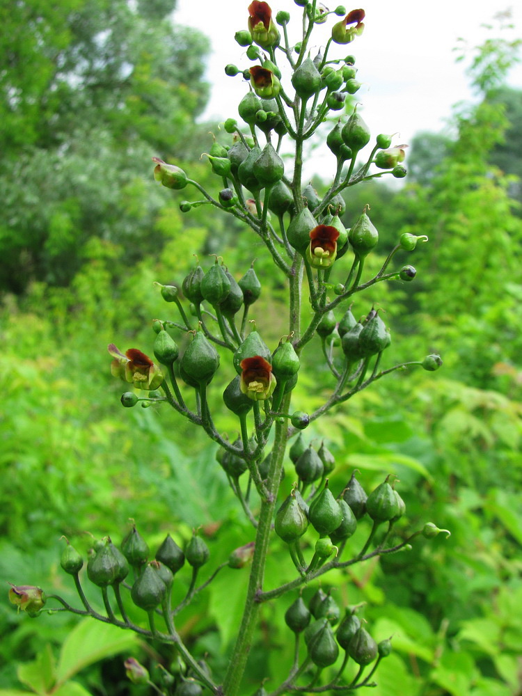 Изображение особи Scrophularia nodosa.