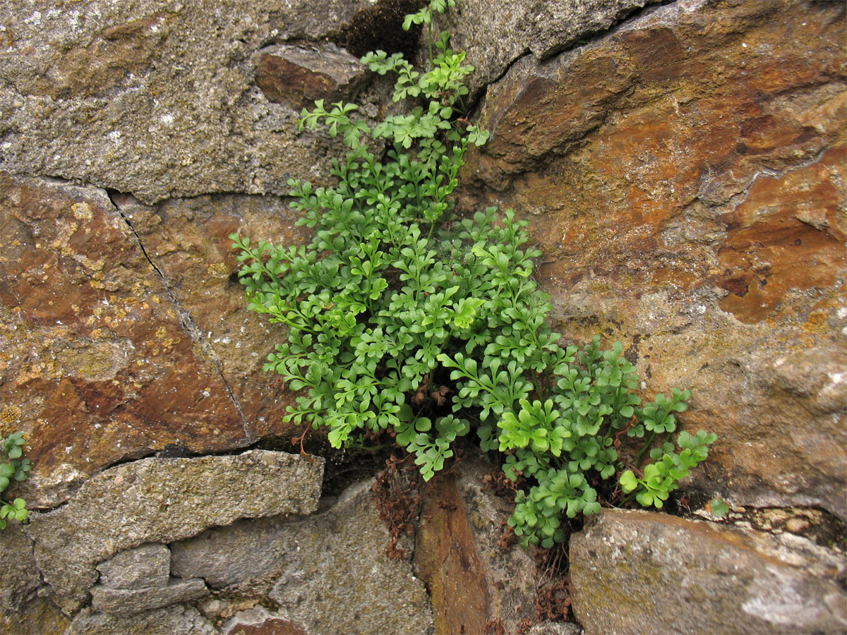 Изображение особи Asplenium ruta-muraria.