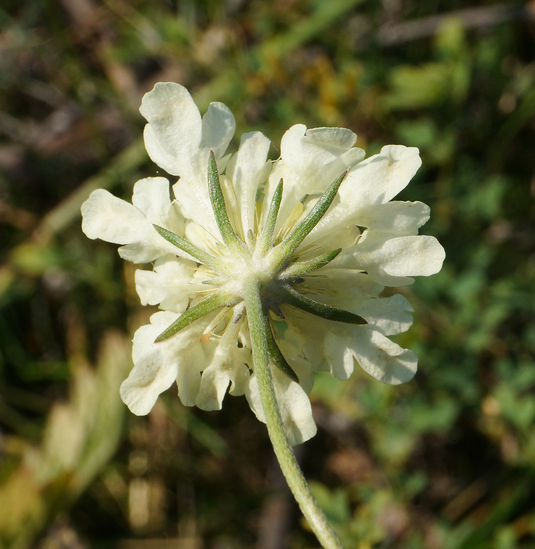 Изображение особи Scabiosa ochroleuca.