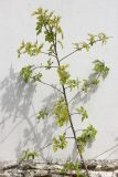 Morus alba. Растение с молодой листвой. Черноморское побережье Кавказа, г. Новороссийск, самосев. 22 апреля 2017 г.