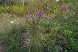 Symphyotrichum novae-angliae