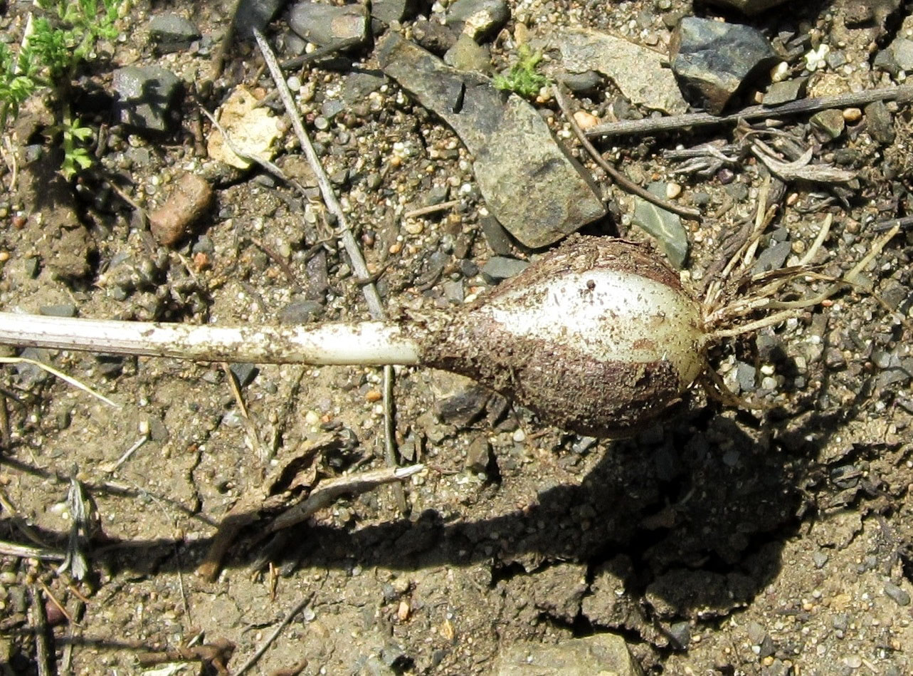 Image of Allium pallasii specimen.
