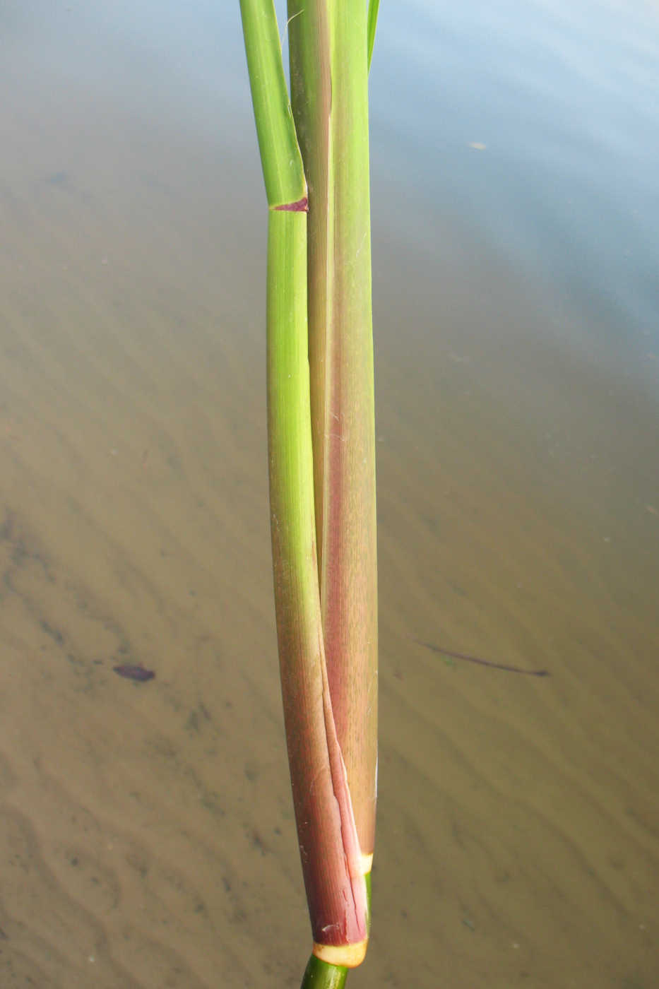 Изображение особи Zizania latifolia.