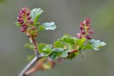 Ribes heterotrichum. Часть ветви с листьями и соцветиями. Кыргызстан, Иссык-Кульская обл., Внутренний Тянь-Шань, хр. Терскей Ала-Тоо, ущ. Барскаун, окр. водопада \"Слёзы барса\", ≈ 2600 м н.у.м., кустарниковый склон. 18.05.2018.