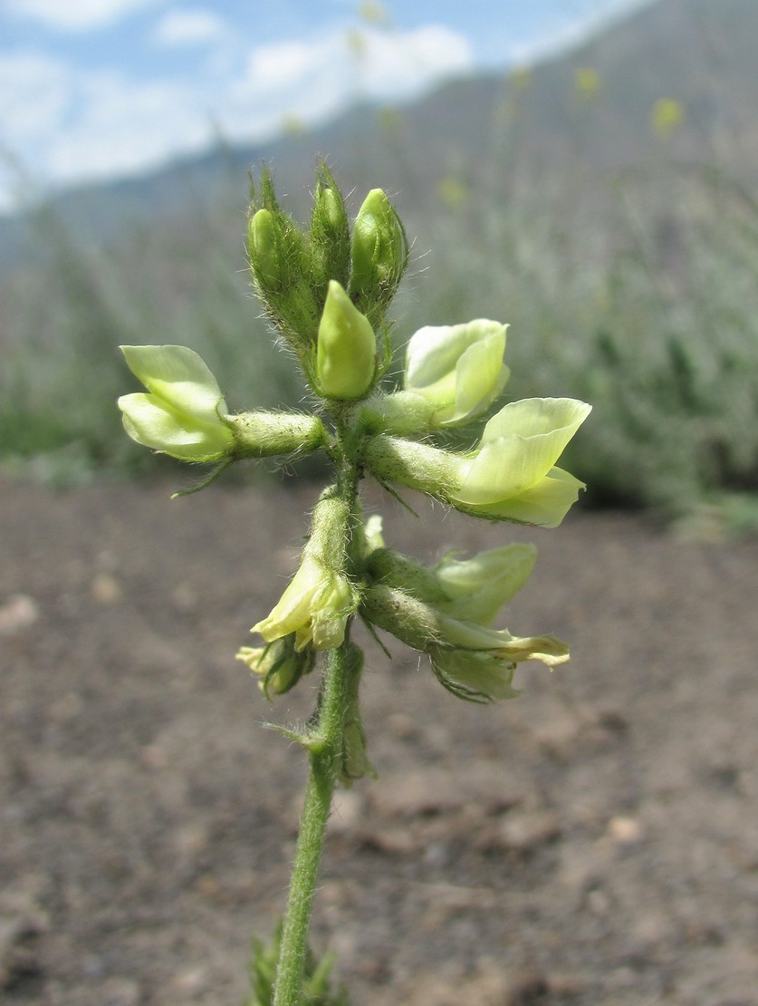 Изображение особи Oxytropis pallasii.