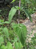 Teucrium hircanicum