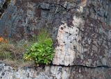 Ligusticum scoticum. Плодоносящее растение в трещине на скале. Мурманская обл., п-в Рыбачий, мыс Кекурский. 24.08.2019.