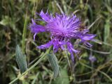 Centaurea подвид vinyalsii