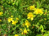 Hypericum kalmianum. Побеги с соцветиями. Томск, Сибирский ботанический сад, в культуре. Август 2019 г.