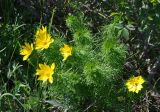 Adonis vernalis