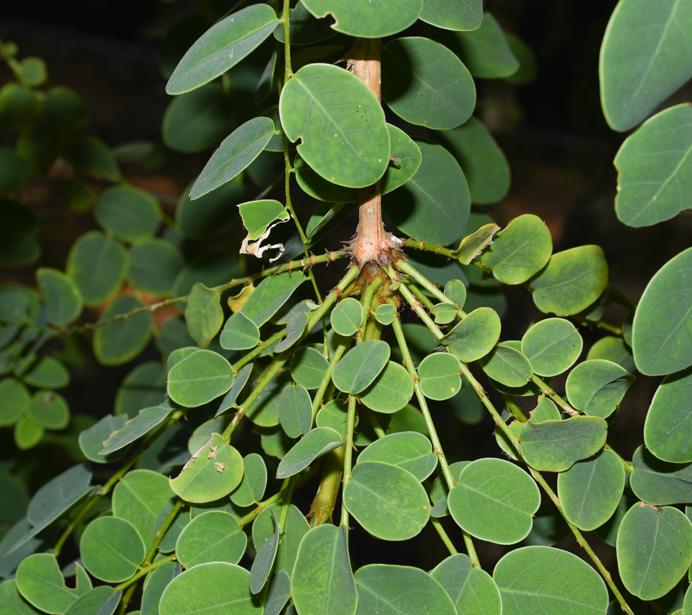 Изображение особи род Phyllanthus.