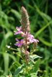 Lythrum salicaria