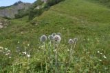 род Echinops