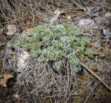 Artemisia campestris