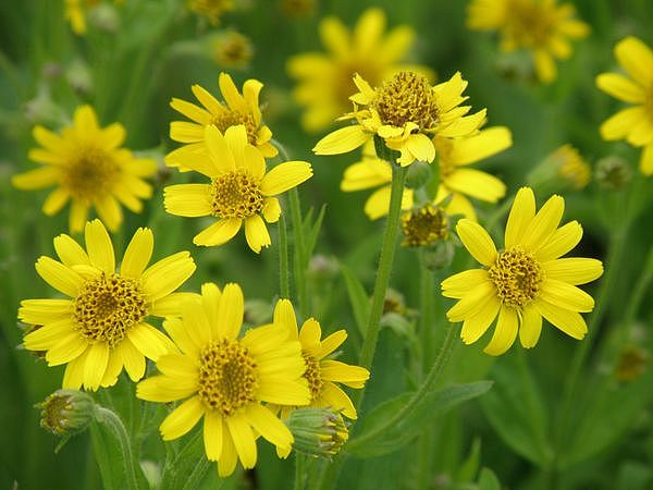 Изображение особи Arnica sachalinensis.