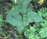 Doronicum austriacum. Нижняя часть цветущего растения. Украина, Ивано-Франковская обл., Надворнянский р-н, западные окрестности с. Быстрица, долина Рафайловца, лес. 21 июня 2011 г.