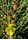 Helianthemum stipulatum