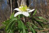 Anemone nemorosa. Верхушка цветущего растения. Ленинградская обл., Кингисеппский р-н, р. Хаболовка. 25.04.2009.