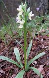 Dactylorhiza romana. Цветущее растение. Крым, окр. Ялты, сосновый лес. 29 апреля 2011 г.