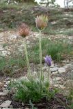 Pulsatilla taurica