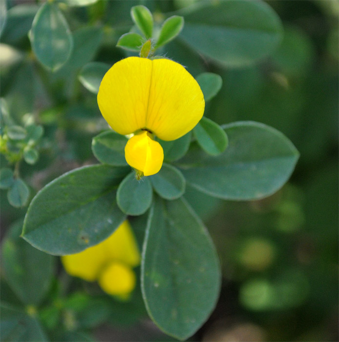 Изображение особи Argyrolobium biebersteinii.