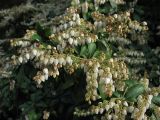 Pieris japonica