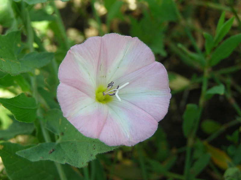 Изображение особи Convolvulus arvensis.