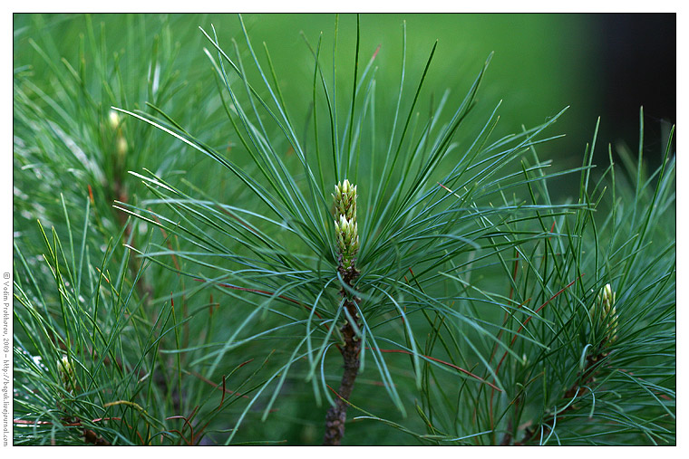 Изображение особи Pinus peuce.