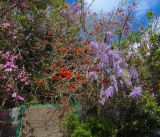 Wisteria sinensis. Растение, опирающееся на Erythrina (слева - Bauhinia variegata). Израиль, Шарон, г. Герцлия, в культуре. 27.03.2013.