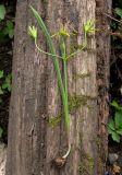 Gagea lutea