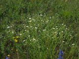 Erigeron annuus