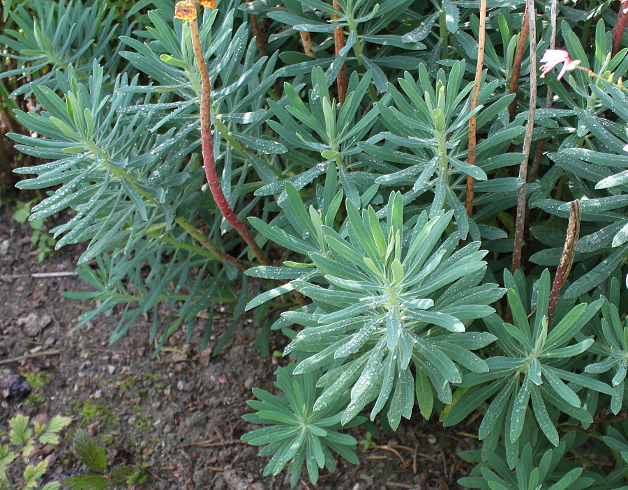 Изображение особи Euphorbia characias ssp. wulfenii.