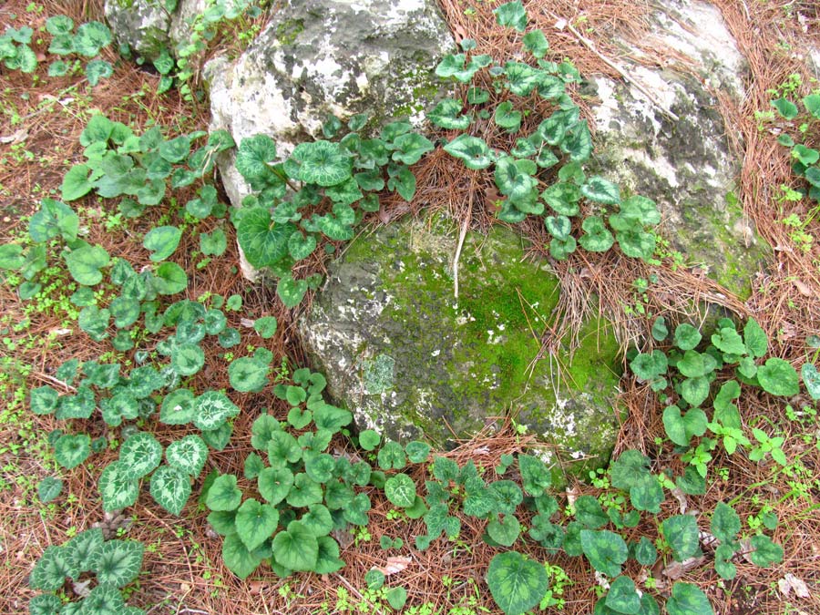 Image of Cyclamen persicum specimen.