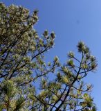 Pinus cembra. Ветви средней части кроны. Германия, г. Essen, Grugapark. 29.09.2013.