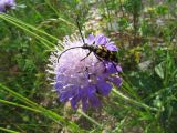 Knautia arvensis